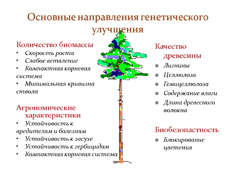 Основные направления генетического улучшения Количество биомассы Скорость роста  Слабое ветвление Компактная корневая 